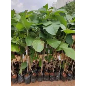 Organic Teak Plant